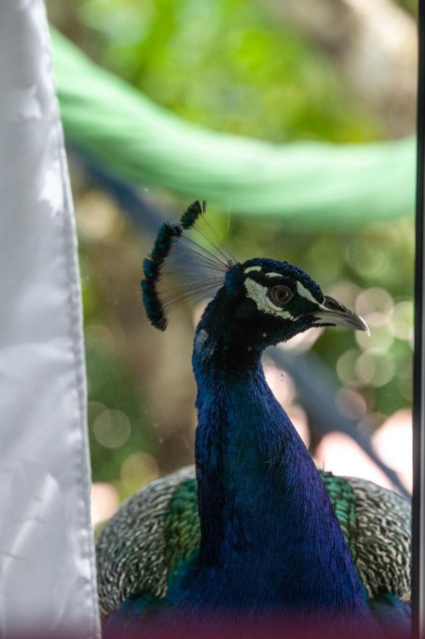 Colores De La Sierra ミンカ エクステリア 写真